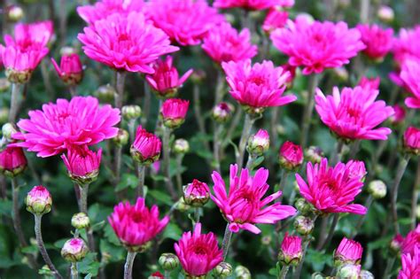 Violet Chrysanthemums Photo Gratuite Sur Pixabay Pixabay