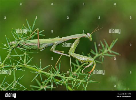 La Mante Religieuse Mantis Religiosa Mantis Vert Insectes Insectes