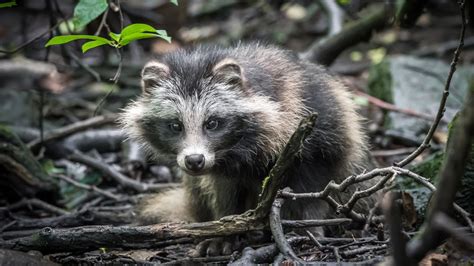 Covid 19 Origins Tied To Raccoon Dogs Sold At Wuhan Market Consumer