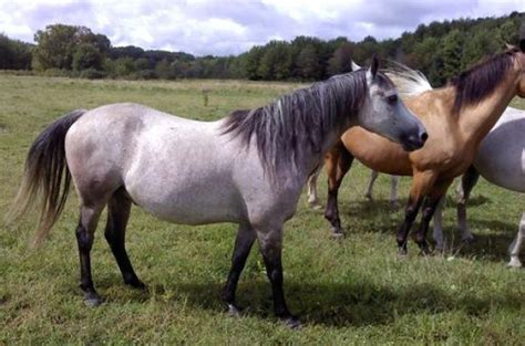 morab horse breed information history diet  pictures