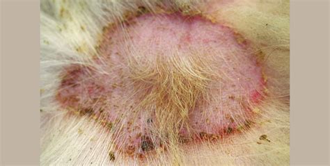 How Do You Treat Pyoderma In Puppies