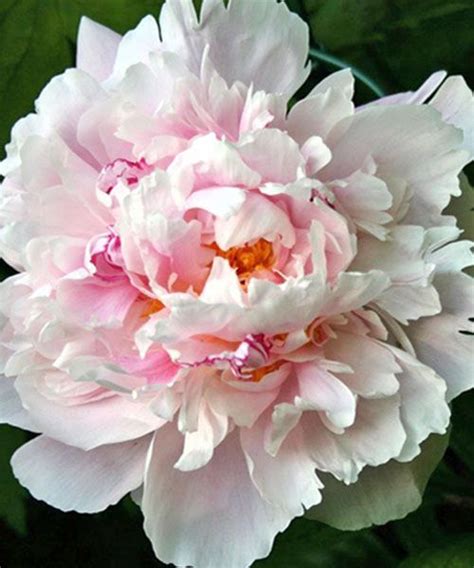 Lady Alexander Duff Peony Peony Lady Alexandra Duff Recommended
