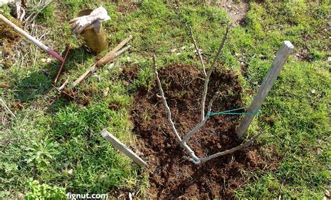 How To Fertilize A Fig Tree In The Ground Fignut