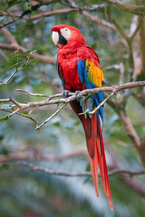 17 Fascinating Amazon Rainforest Birds • I Heart Brazil