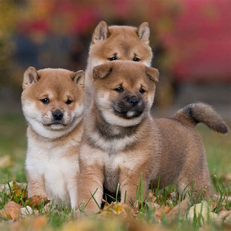 Even without training they love being quiet. Shiba Inu Puppies For Sale & Breeders In California