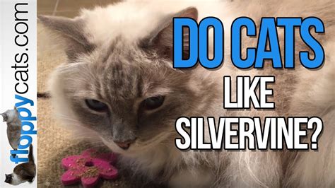 Check spelling or type a new query. Do Cats Like Silvervine? Ragdoll Cats React to Dezi & Roo ...