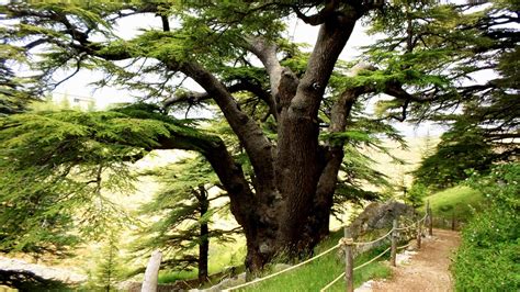 8 Cedars Forests To Visit In Lebanon