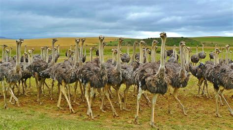 Download Wallpaper 1920x1080 Ostriches Africa Birds Grass Full Hd