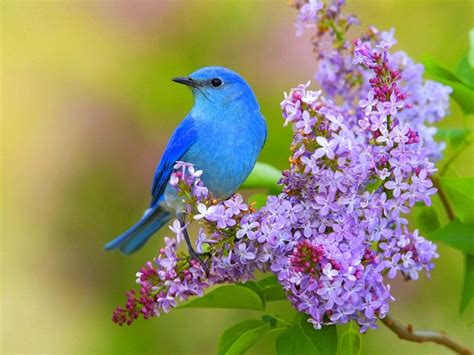 Magnifique Oiseau Bleu