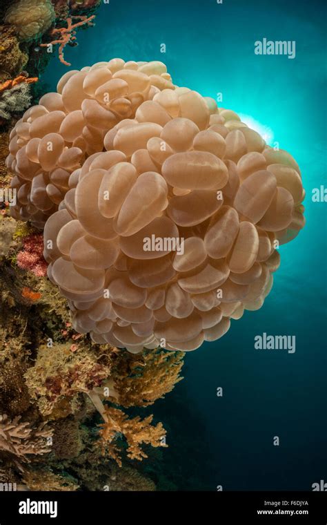 Bubble Coral Plerogyra Sinuosa Alor Indonesia Stock Photo Alamy
