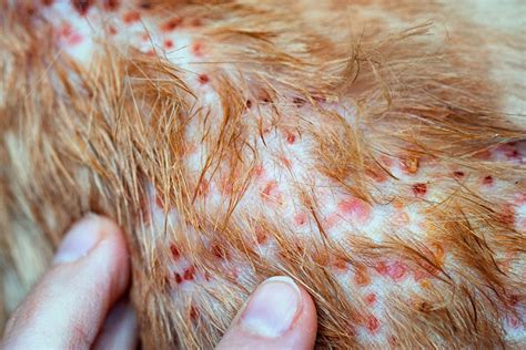Scabs From Miliary Dermatitis In Cats Cat World