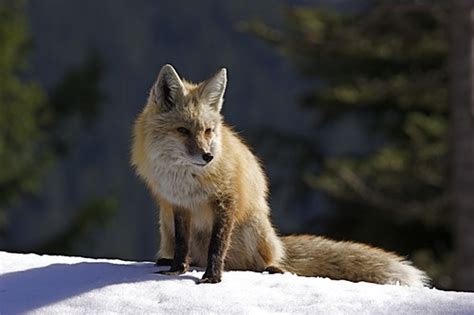 Cascade Red Fox On Snow All Wildlife Photos Are Taken Of W Flickr