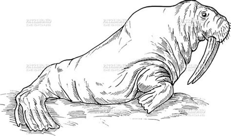 Walrus Drawing Hand Sketch Drawing Illustration Of A Walru Flickr