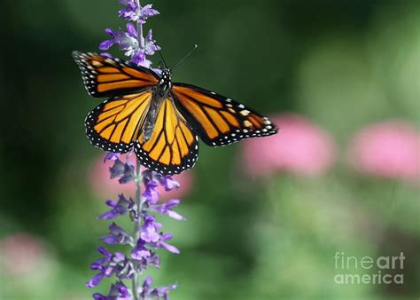 Monarch Butterfly On Purple Flowers Photograph By Sabrina