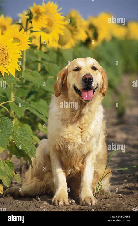 Golden Retriever Adult Sitting In Front Of Sunflowers Stock Photo