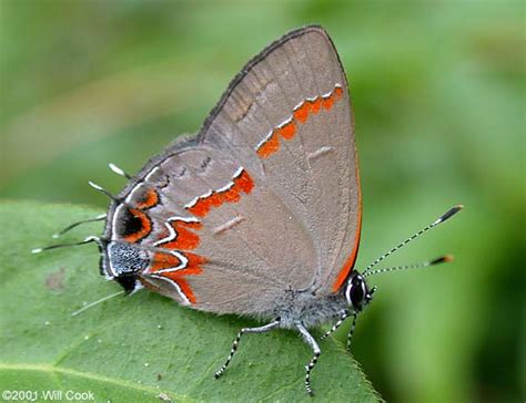 Red Banded Hairstreak Calycopis Cecrops