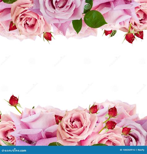 Pink Blooming Roses Stock Photo Image Of Passion Nature 108260916