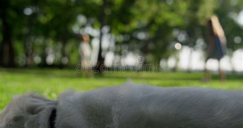 Golden Retriever Lying In Park Shadow Closeup Happy Dog Leaving Field