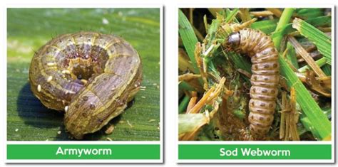 Sod Webworms Treatment Blog Quiet Lawn Llc