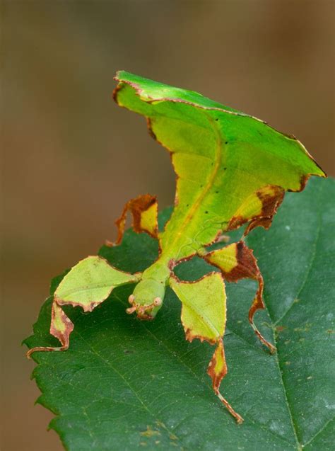 Australian Leaf Bug With Images Pictures Of Insects Cool Insects