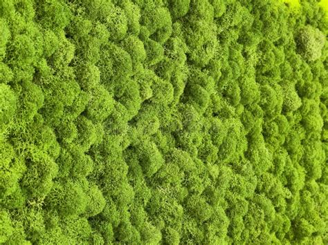 Close Up Surface Of The Wall Covered With Green Moss Stock Image