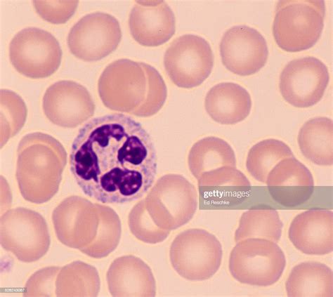 Neutrophila White Blood Cell 500x High Res Stock Photo Getty Images