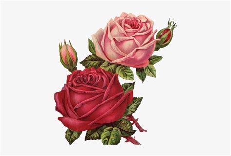 Red Rose Clipart Vintage Red Flower Free Transparent Png Download