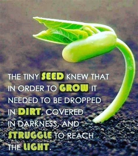 Understand The Seeds Struggle Relate To The Seed In Your Own Way Then Become The Seed In Your