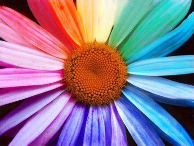 fleur, arcenciel style  Flowers, Rainbow flowers, Rainbow