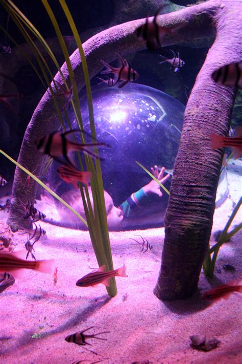 Visit Sea Life Michigan Aquarium Through 25 Pictures Travel The Mitten