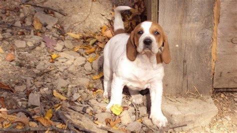 American English Coonhound Puppies For Sale Arden De 116649