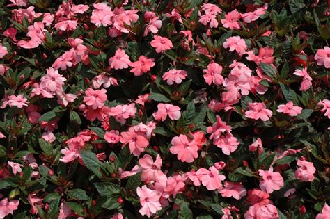 Their attractive foliage and large, colorful and plentiful flowers have made them an important annual crop for growers. SunPatiens® Compact Coral Pink New Guinea Impatiens ...