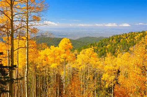 Seeing Things Quaking Aspens In Fall Colors