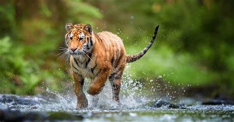 How Many Tigers Are Left In The World Imp World