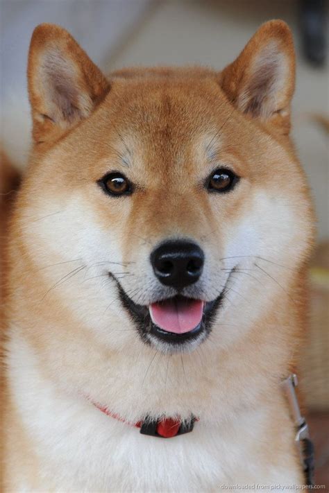 How Can You Not Love This Face And Gorgeous Dog Shiba Inu I Will