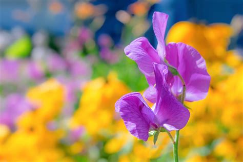 Growing Sweet Peas How To Plant And Care For Sweet Pea Flowers