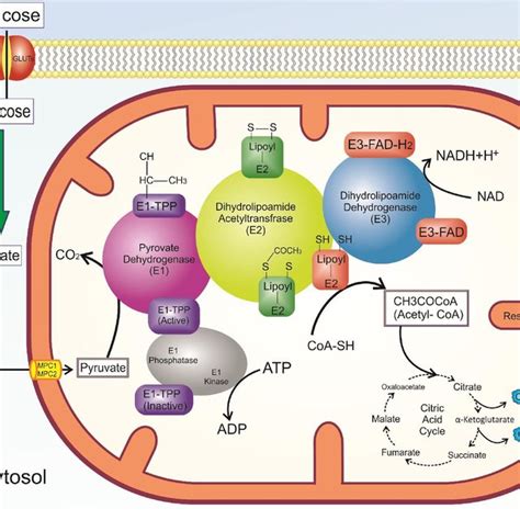 pdf emerging regulatory roles of mitochondrial sirtuins on pyruvate dehydrogenase complex and