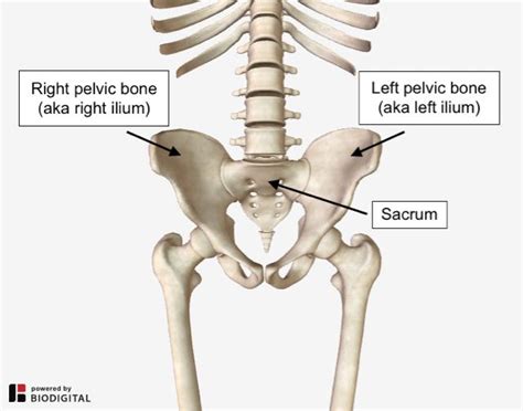 A Twisted Pelvis Also Called Pelvic Torsion Can Be Corrected