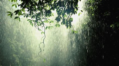 Raining Forestnation