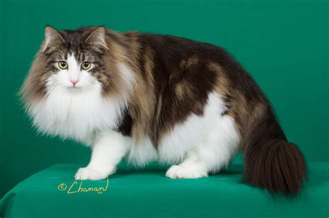 Norwegian Forest Cat Page