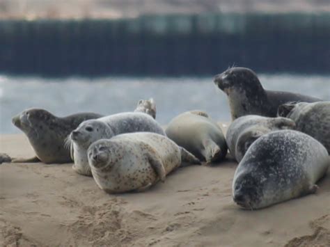 Seal Watching On Sandy Hook Rumson Nj Patch