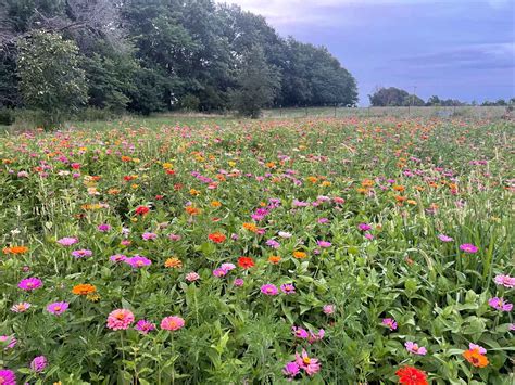 Roses Are Fine But A Field Of Zinnias Is Divine Eden Brothers