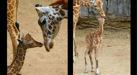 Jirafa Bebé Que Nació En El Zoológico De Chapultepec Se Llama Adelita