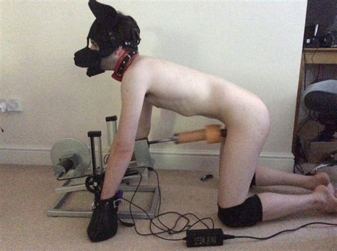 Male Pet Play Puppy