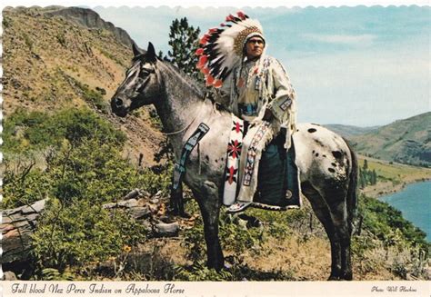Full Blood Nez Perce Indian Nez Perce Horses Native American Pictures