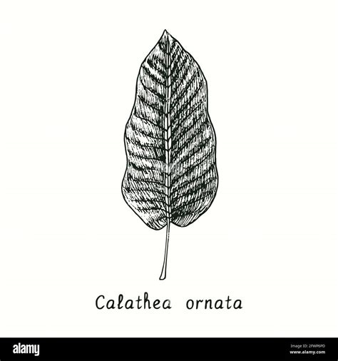 Calathea Ornata Calathea Pinstripe Or Pinstripe Plant Leaf Ink Black