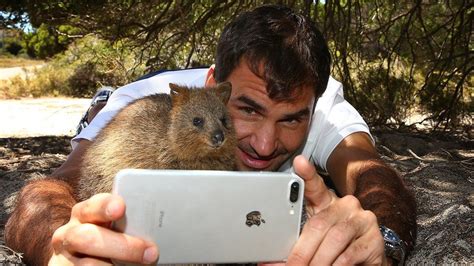 quokka selfies is instagram s welfare warning overkill bbc news