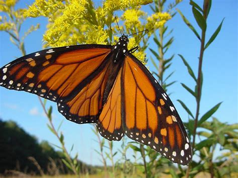 Monarch Butterfly On Yellow Flower Free Stock Photo Public Domain