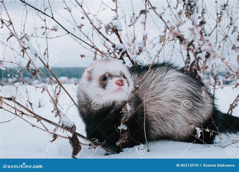 Ferrets Playing In Snow