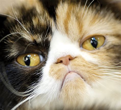 Learn About The Exotic Shorthair Cat Breed From A Trusted Veterinarian